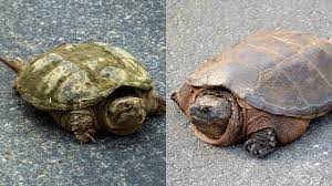 Difference between Male And Female Snapping Turtles?