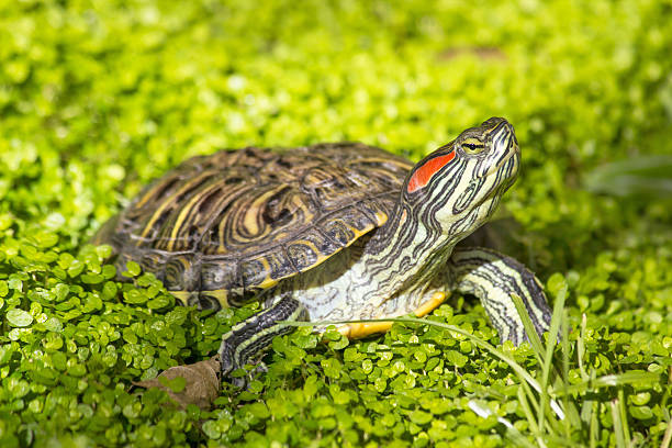 How Long Can a Red-Eared Slider Go Without Air