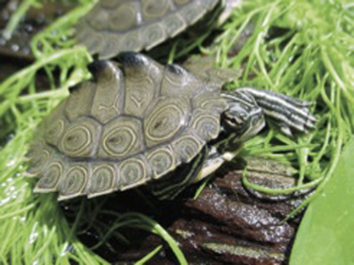 Map Turtle Care