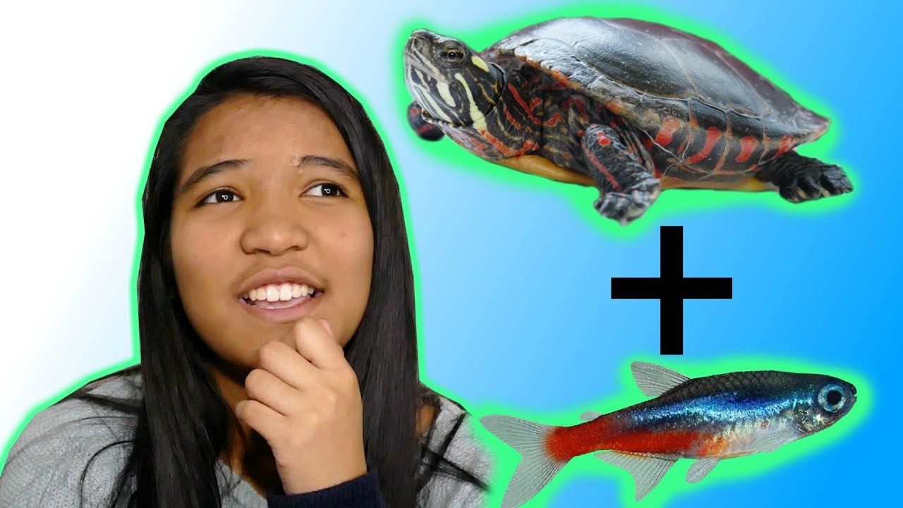 Can Fish And Turtles Live in the Same Tank