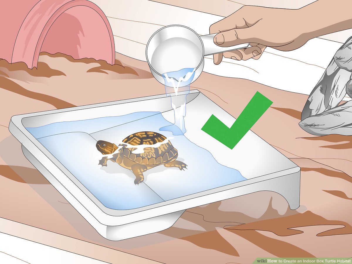 How to Make a Homemade Box Turtle Habitat?