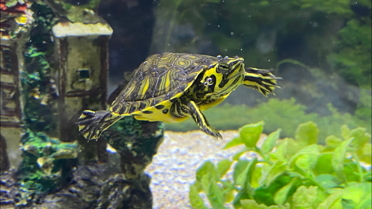 Yellow-Bellied Turtle