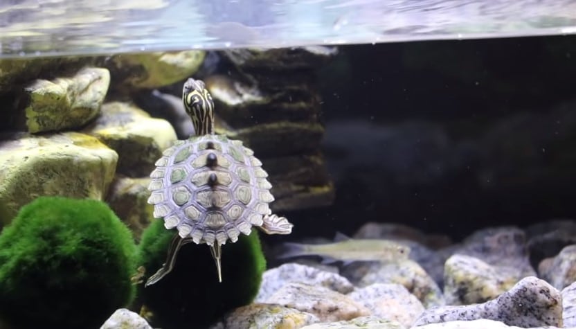 8 best turtle tank filters (That Actually Works Good)