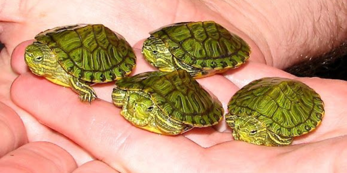 How to Care for a Baby Red-Eared Slider Turtle (3)