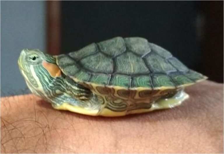 Red Eared Slider Eye Infection