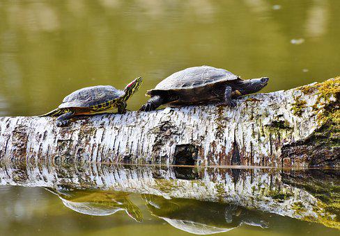 What Do Red-Eared Slider Turtles Do in the Winter
