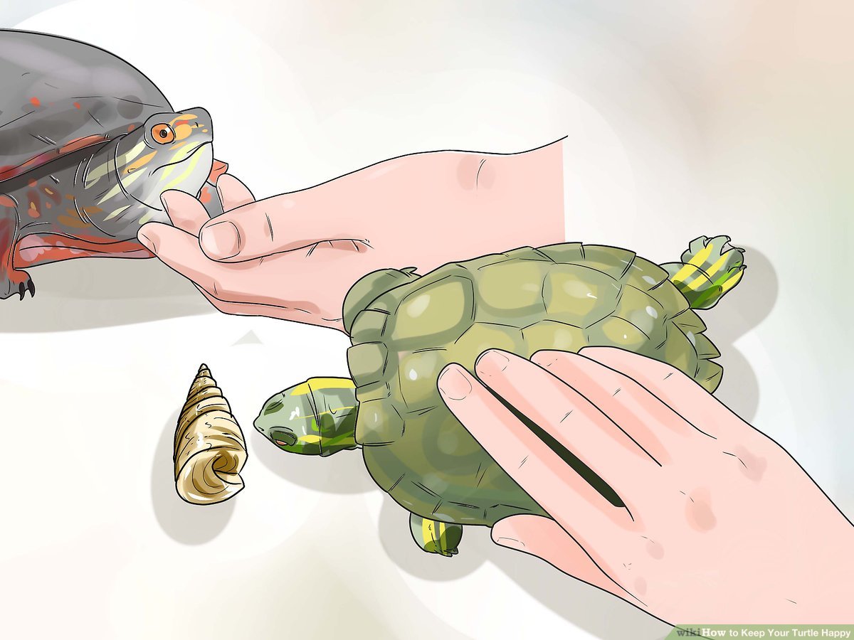 Play With a Turtle