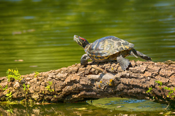 Turtles Bask in the Sun