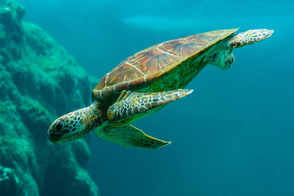 Are Sea Turtles Primary Consumers