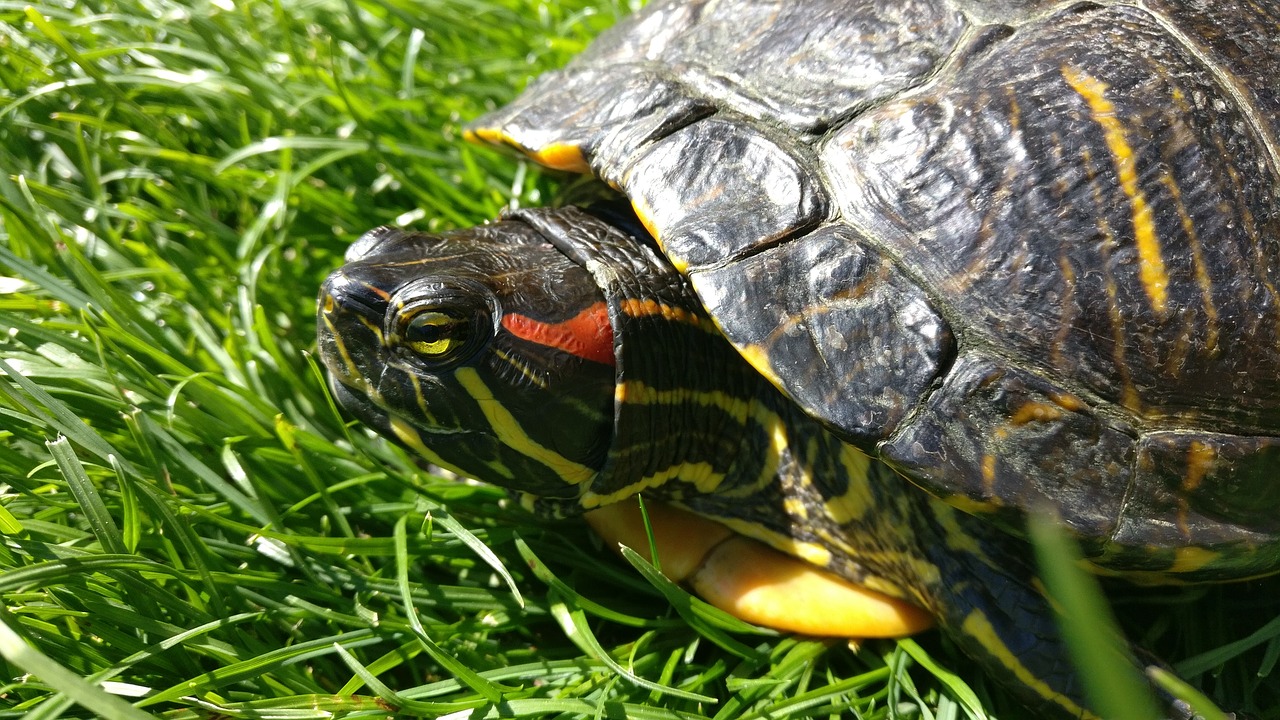 Red-Eared Slider Go Without Water