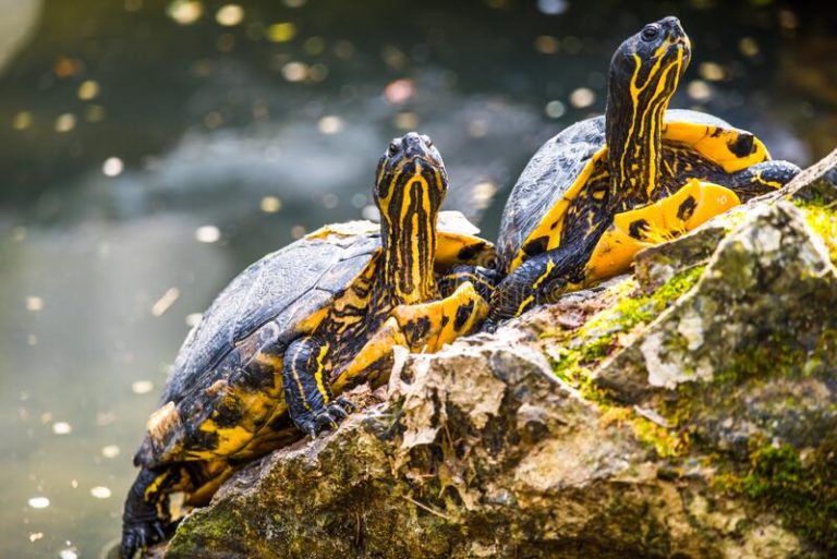 How to Take Care of a YellowBellied Turtle