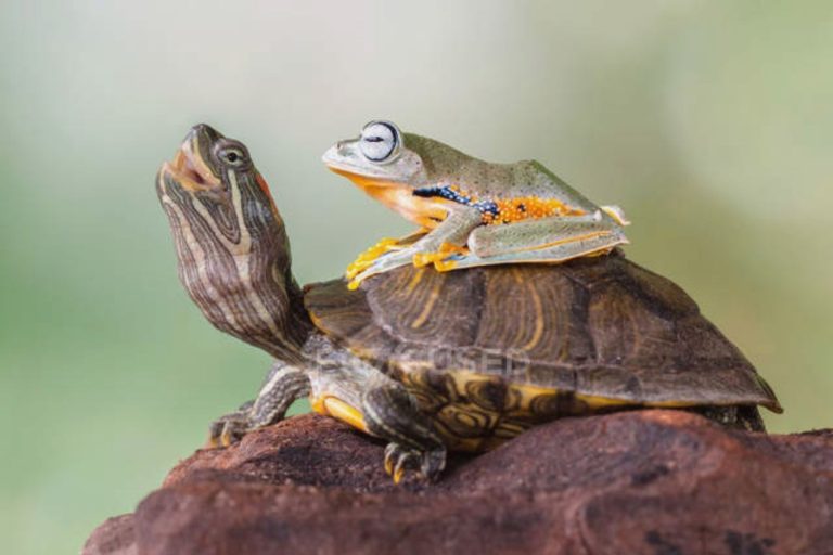 Can Turtles And Frogs Live Together? - Turtlean