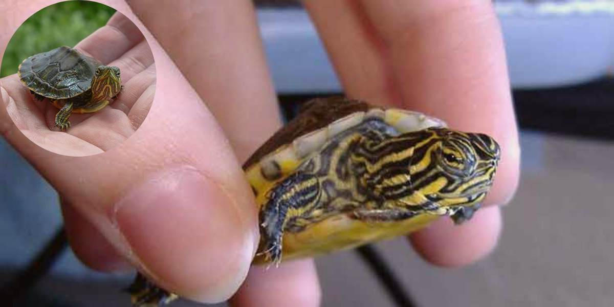 How Can You Take Your Turtle Out Of Its Tank? - Turtlean