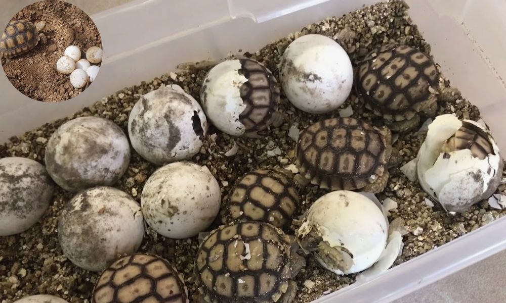 How To Incubate Tortoise Eggs At Home? - Turtlean