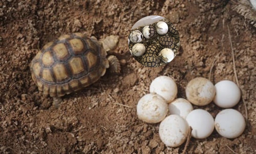 How To Incubate Tortoise Eggs At Home? Turtlean
