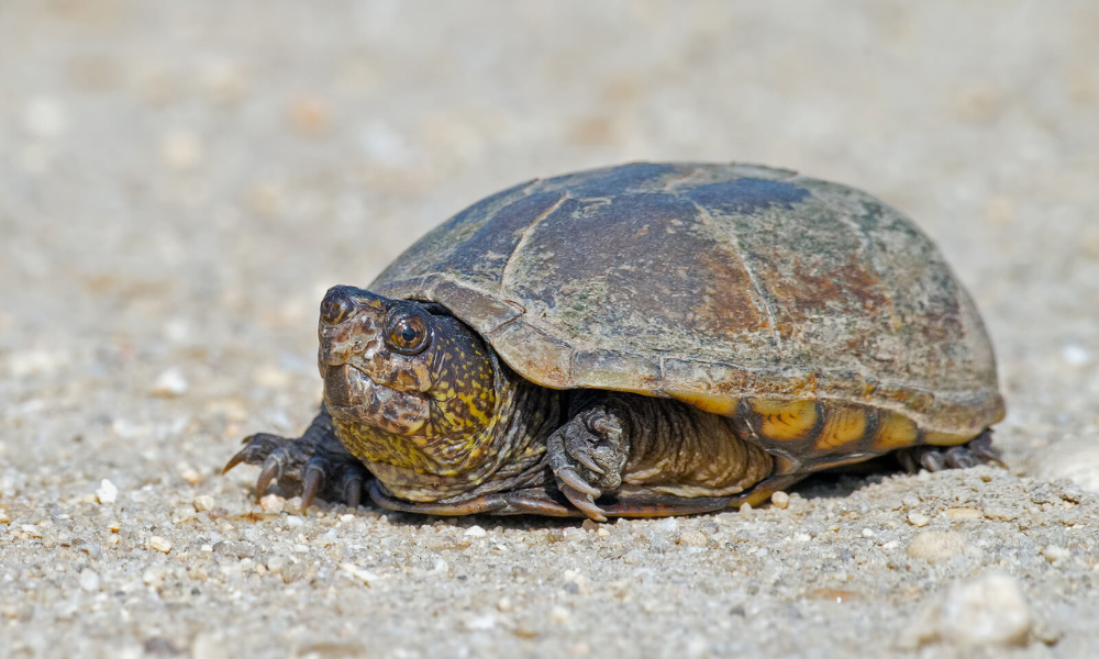 How To Take Care Of An Eastern Mud Turtle? Turtlean