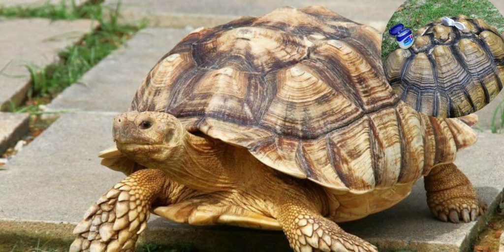 Sulcata Tortoise Shell Problems A Helpful Guide On How To Care For Your Sulcata Tortoise 