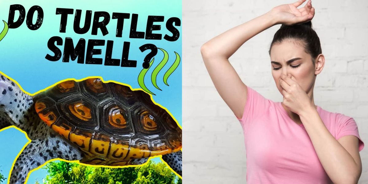 How To Keep My Turtle Tank From Smelling? Turtlean