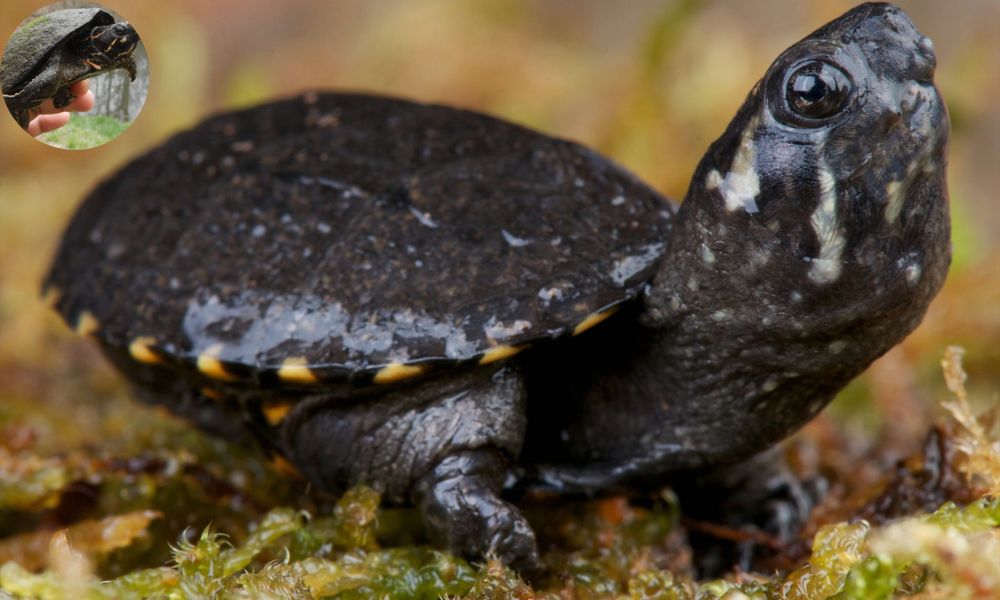 What Does A Musk Turtle Eat? - Turtlean