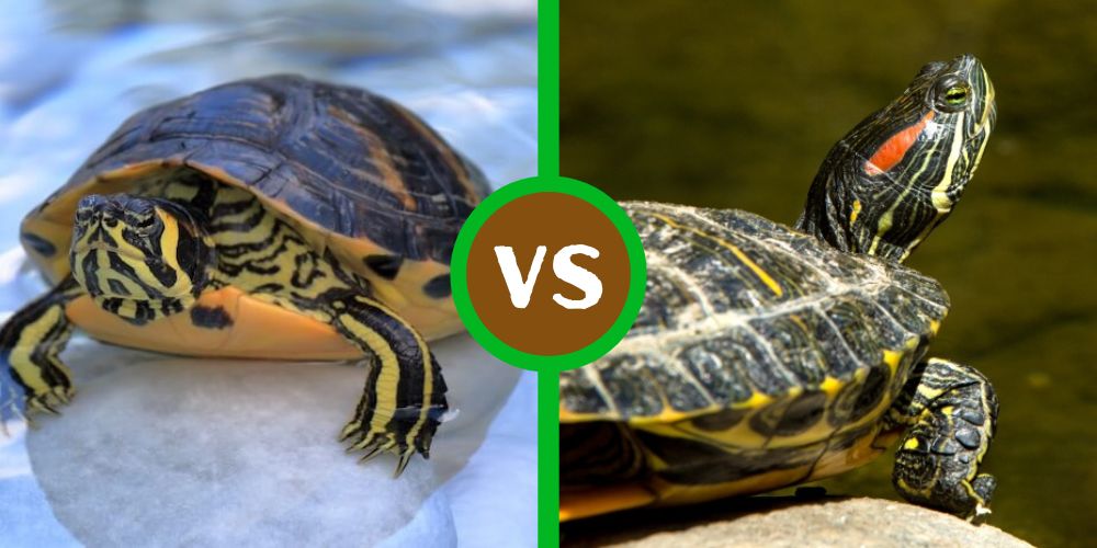 Yellow-Bellied Slider Vs Red-Eared Slider | All About - Turtlean