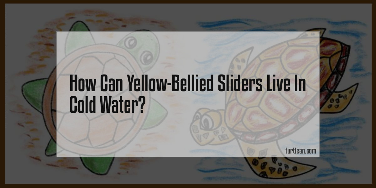 Can Yellow-Bellied Sliders Live In Cold Water?