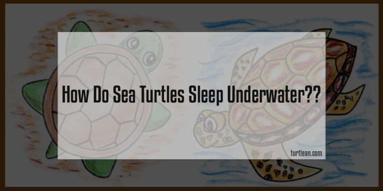 how-do-sea-turtles-sleep-underwater-turtlean