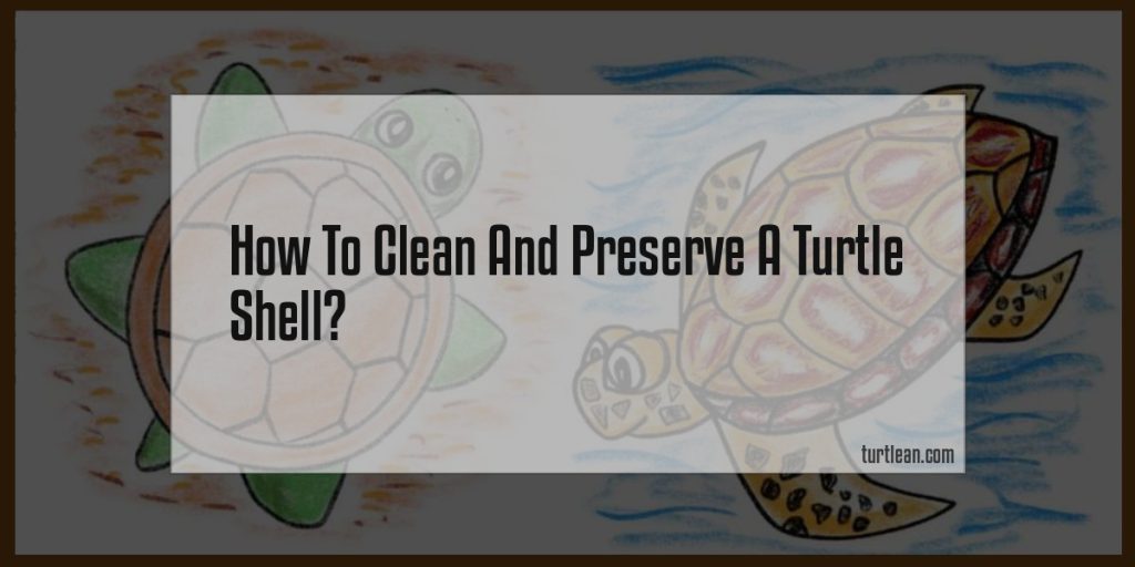 How To Clean And Preserve A Turtle Shell? Turtlean