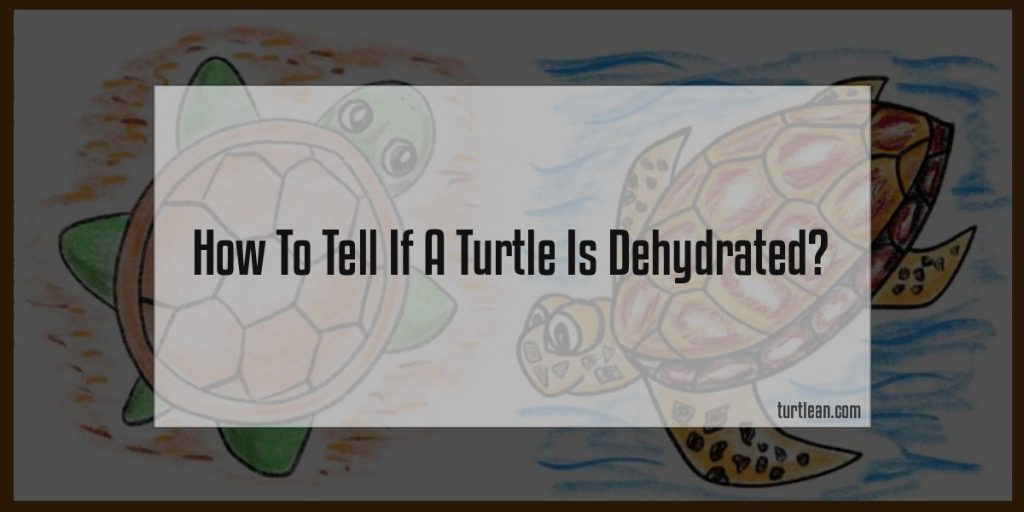 How To Tell If A Turtle Is Dehydrated? - Turtlean