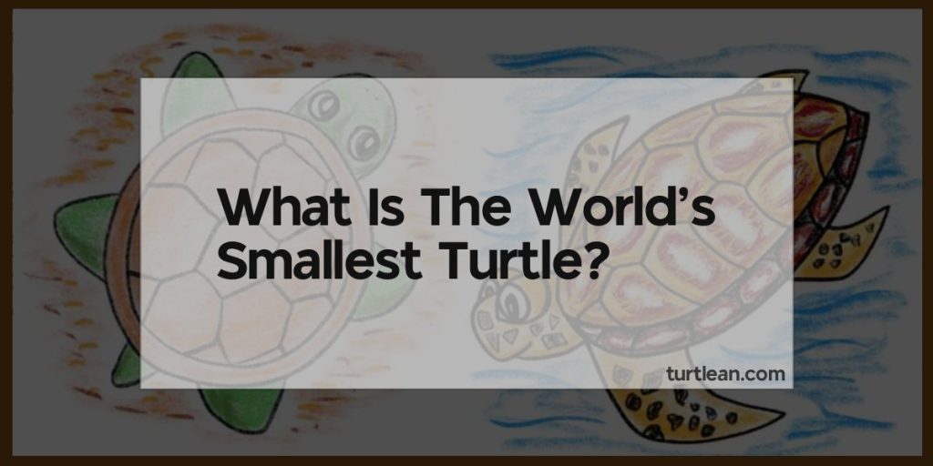What Is The World's Smallest Turtle? Turtlean