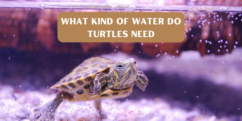 What Kind Of Water Do Turtles Need? - Turtlean