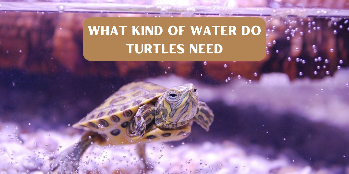 what kind of water do turtles need
