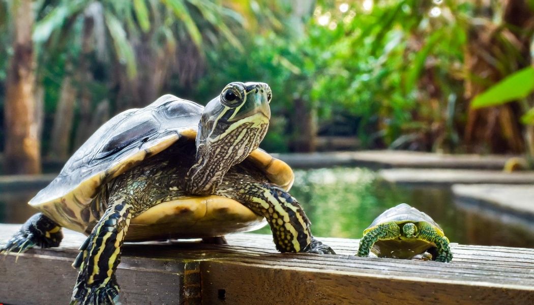Pet Turtle Behavior How To Interpret And Understand It?