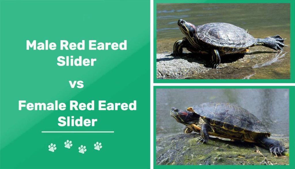 Gender Identification Made Easy: How to Tell a Red Eared Sliders Gender ...