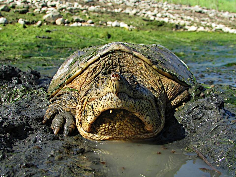 When Do Turtles Come Out Of Hibernation - Turtlean