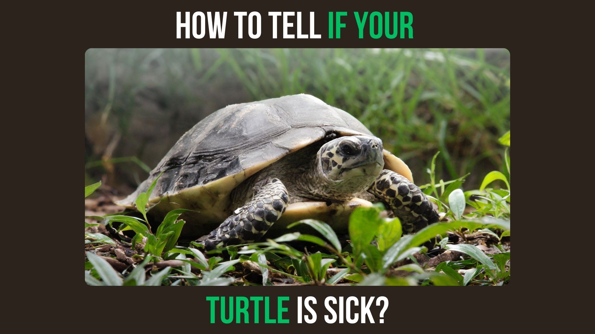 How to Tell If Your Turtle is Sick