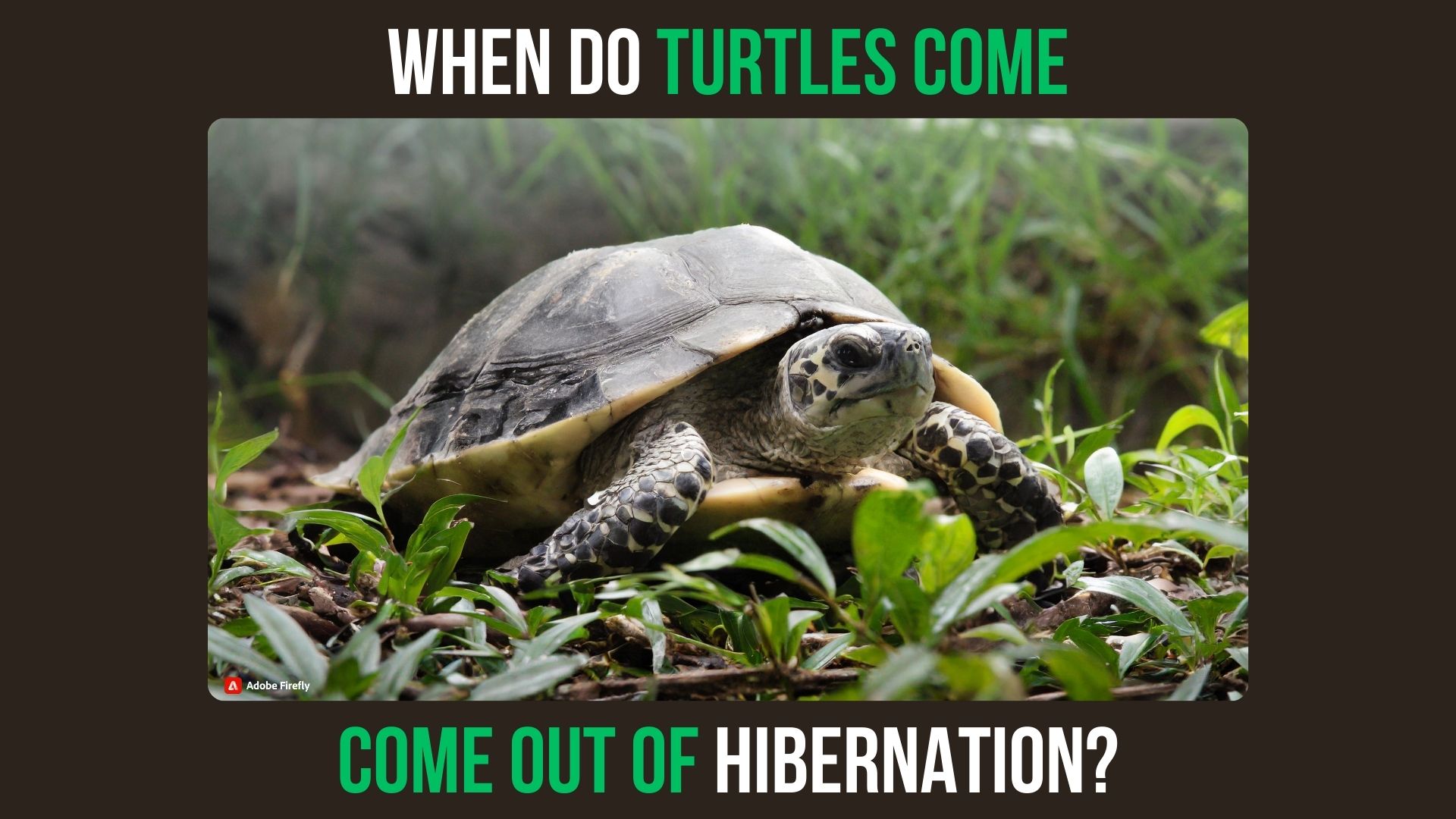 When Do Turtles Come Out of Hibernation