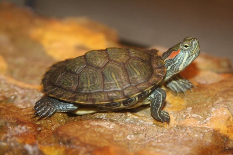 Are There Any Natural Predators Or Threats to Red-Eared Slider Turtles ...