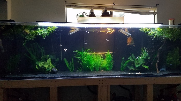 What are the Ideal Tank Decorations And Hiding Spots to Create a Stimulating And Secure Environment for Red-Eared Slider Turtles?