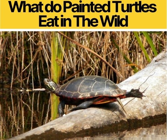 Can Painted Turtles Eat Lettuce