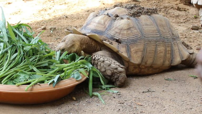 Can Sulcata Tortoises Eat Grapes - Turtlean