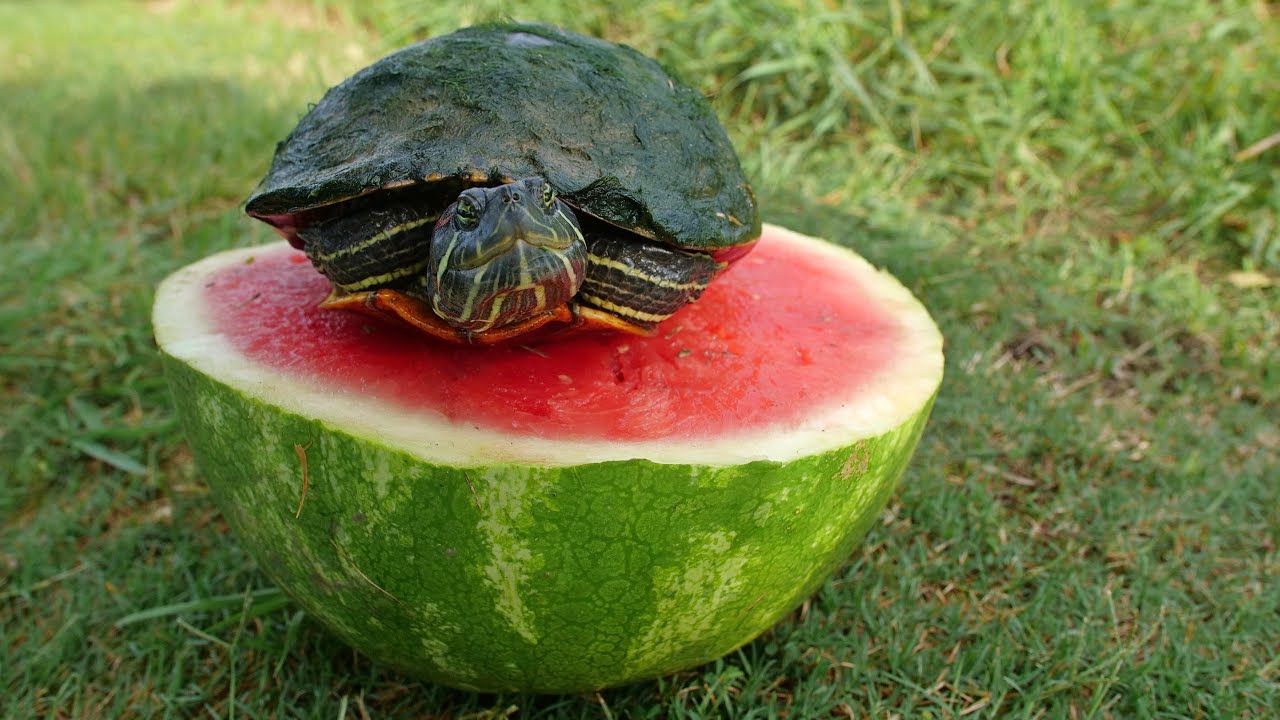 Do Turtles Eat Watermelon