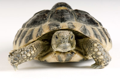 Do Turtles Outgrow Their Shells
