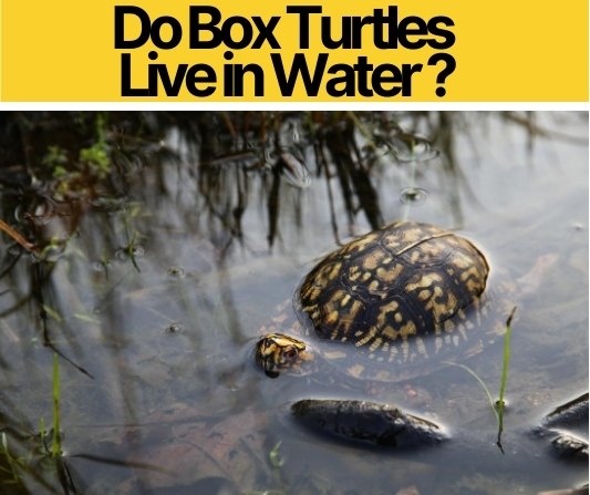 Does Box Turtle Need Water