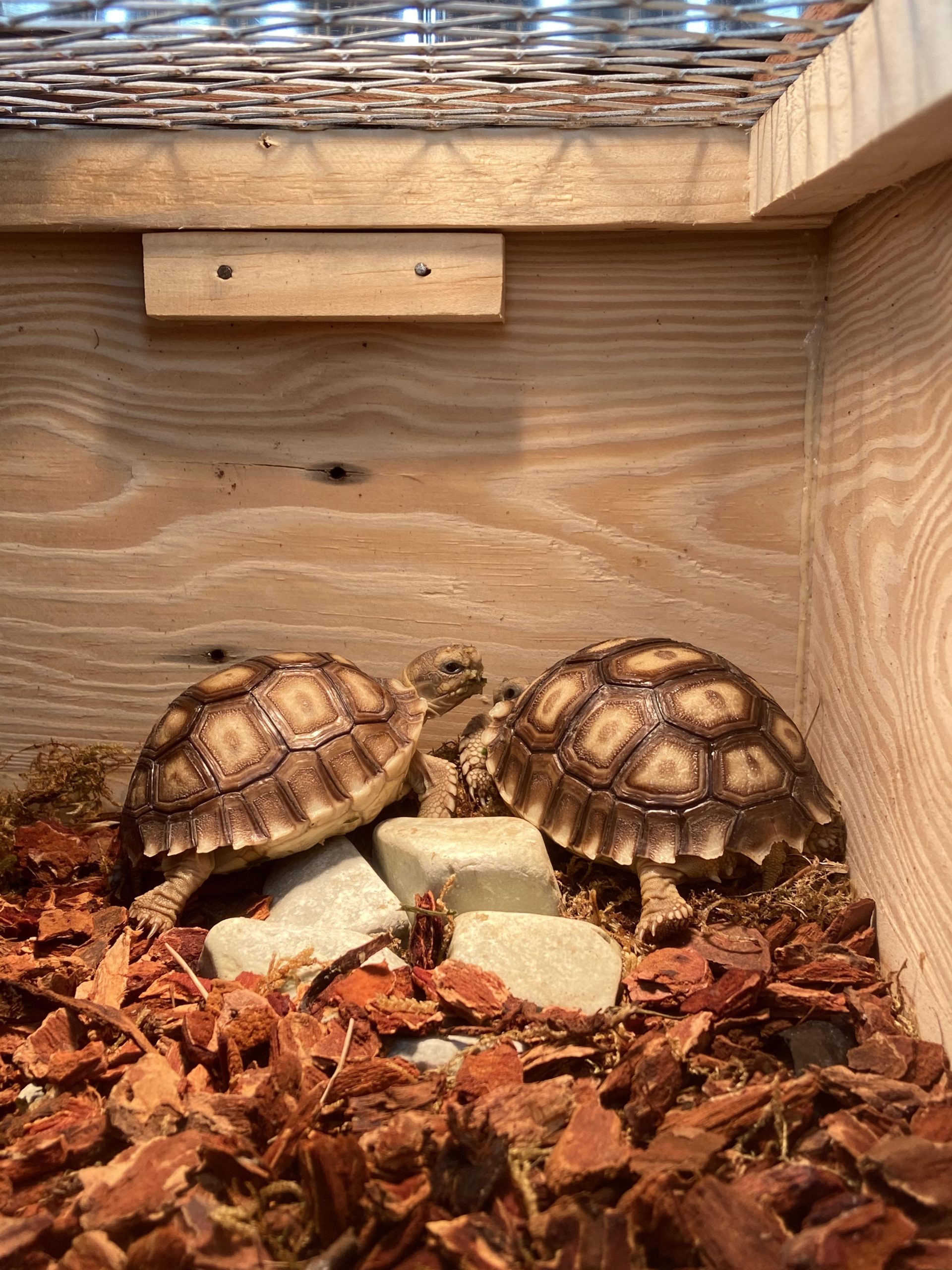 Early Signs of Pyramiding in Tortoises