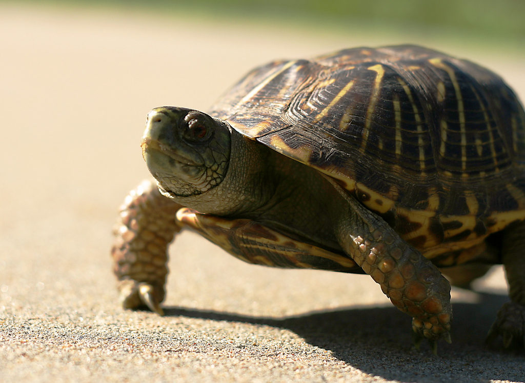 How Long Can Box Turtles Hold Their Breath