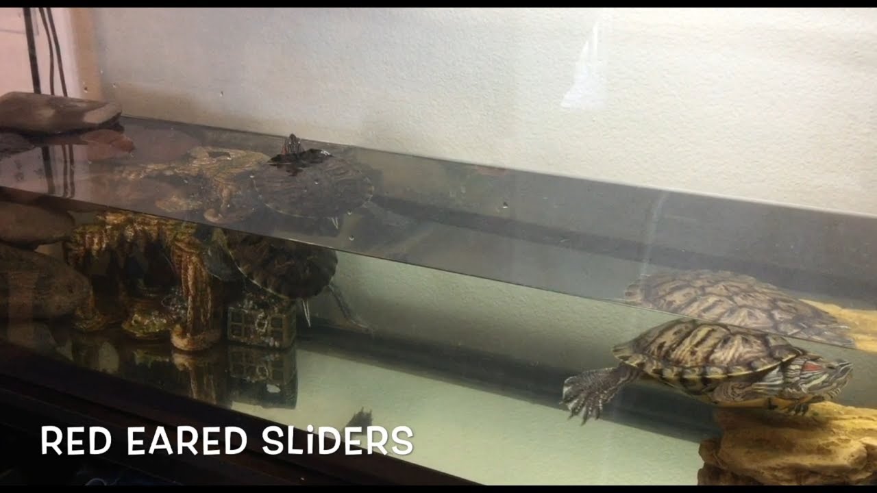 How Much Water Does a Red Eared Slider Need