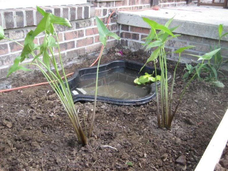 How To Build An Outdoor Red Eared Slider Habitat - Turtlean