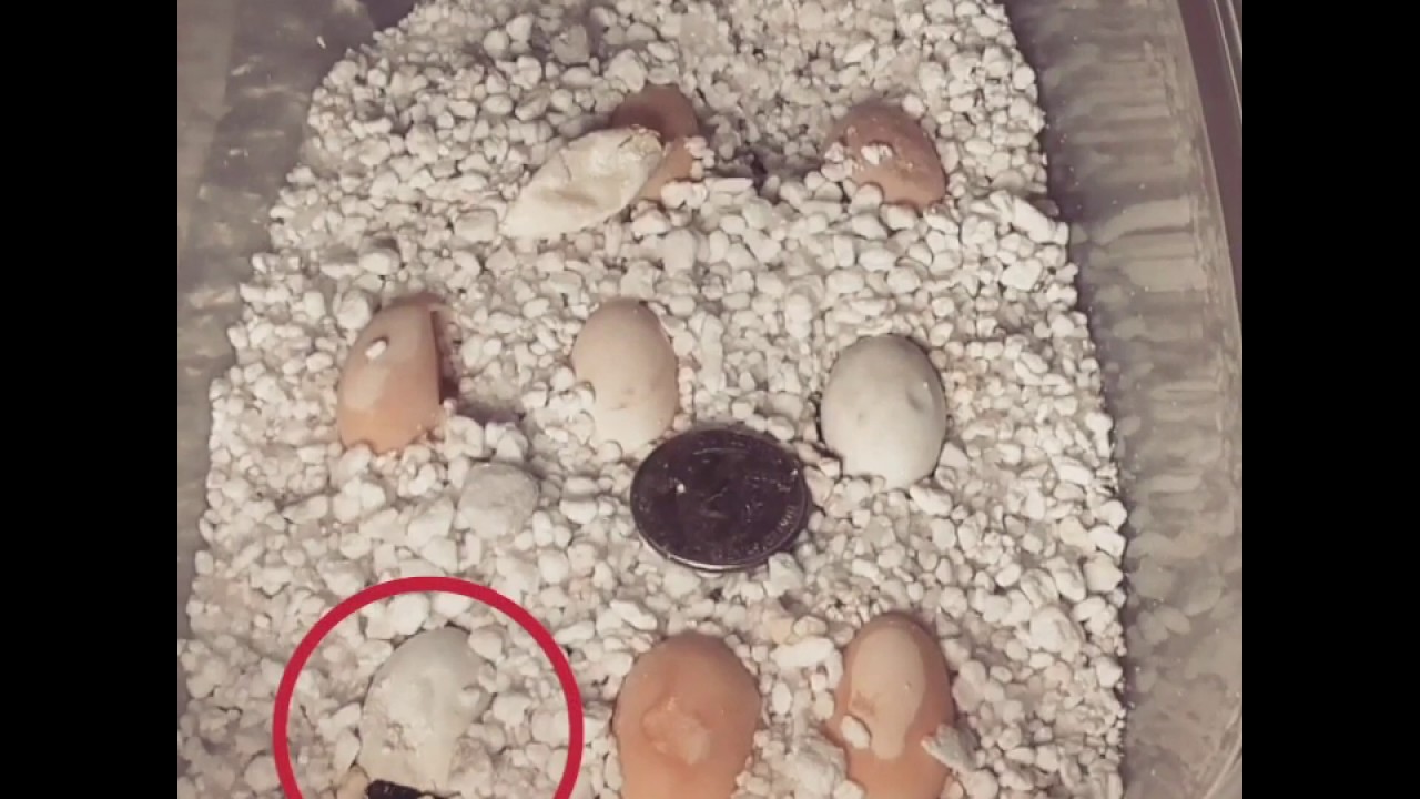How to Hatch Painted Turtle Eggs