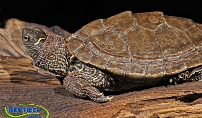 How to Take Care of a Mississippi Map Turtle