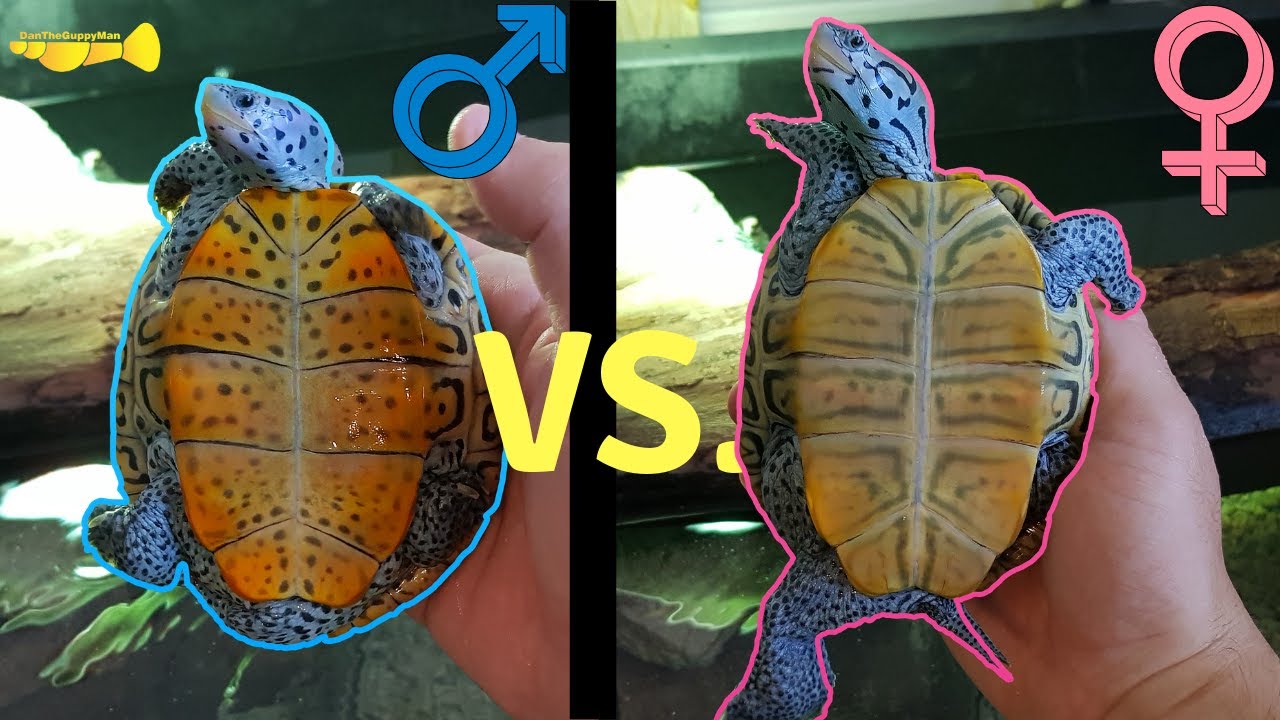 How To Tell If A Map Turtle Is Male Or Female Turtlean 